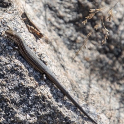 Pseudemoia entrecasteauxii (Woodland Tussock-skink) at Cotter River, ACT - 25 Apr 2023 by SWishart