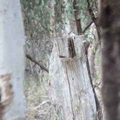 Climacteris picumnus victoriae (Brown Treecreeper) at Chiltern, VIC - 25 Apr 2023 by Darcy