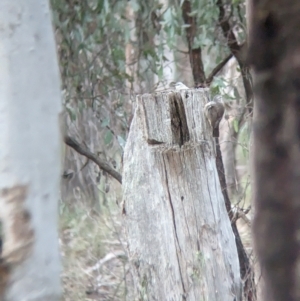 Climacteris picumnus victoriae at Chiltern, VIC - 25 Apr 2023 07:17 AM