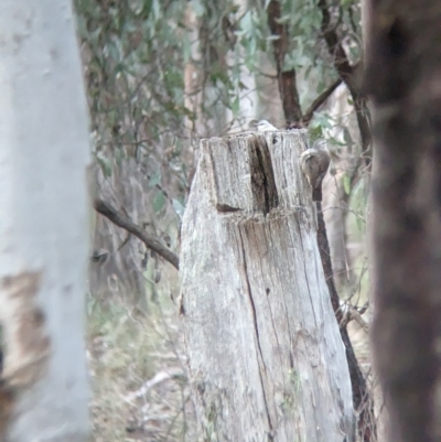 Climacteris picumnus (Brown Treecreeper) at Chiltern, VIC - 24 Apr 2023 by Darcy