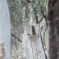 Climacteris picumnus victoriae at Chiltern, VIC - 25 Apr 2023 07:17 AM