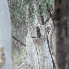 Climacteris picumnus victoriae at Chiltern, VIC - 25 Apr 2023