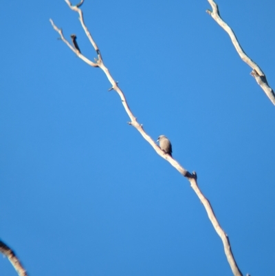 Artamus cyanopterus cyanopterus (Dusky Woodswallow) at Chiltern-Mt Pilot National Park - 24 Apr 2023 by Darcy