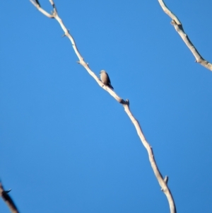 Artamus cyanopterus at Indigo Valley, VIC - 25 Apr 2023 09:09 AM