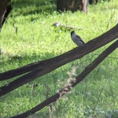 Cracticus torquatus (Grey Butcherbird) at Chiltern-Mt Pilot National Park - 25 Apr 2023 by Darcy