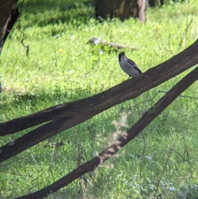 Cracticus torquatus (Grey Butcherbird) at Chiltern-Mt Pilot National Park - 25 Apr 2023 by Darcy