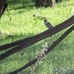 Cracticus torquatus (Grey Butcherbird) at Chiltern Valley, VIC - 25 Apr 2023 by Darcy