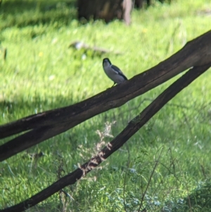 Cracticus torquatus at Chiltern Valley, VIC - 25 Apr 2023 11:48 AM