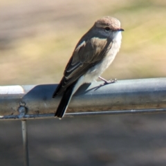 Microeca fascinans (Jacky Winter) at Chiltern-Mt Pilot National Park - 25 Apr 2023 by Darcy