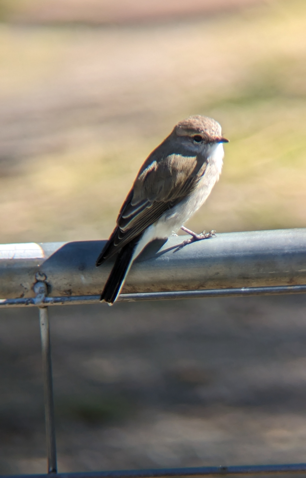 Microeca fascinans at Chiltern Valley, VIC - 25 Apr 2023