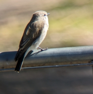 Microeca fascinans at Chiltern Valley, VIC - 25 Apr 2023