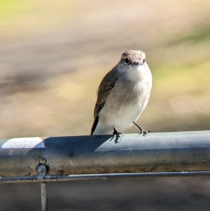 Microeca fascinans at Chiltern Valley, VIC - 25 Apr 2023