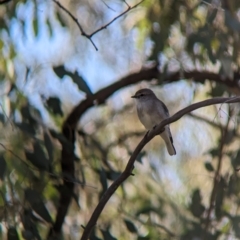 Microeca fascinans at Chiltern Valley, VIC - 25 Apr 2023