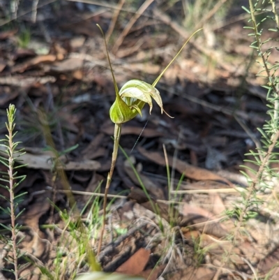 Diplodium ampliatum (Large Autumn Greenhood) at Chiltern-Mt Pilot National Park - 25 Apr 2023 by Darcy