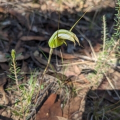 Diplodium ampliatum at Chiltern, VIC - suppressed