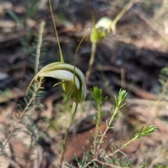 Diplodium ampliatum at Chiltern, VIC - suppressed