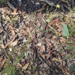 Diplodium ampliatum at Chiltern, VIC - suppressed