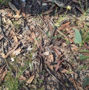 Diplodium ampliatum at Chiltern, VIC - suppressed