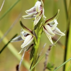 Prasophyllum striatum (Streaked Leek Orchid) at Wingecarribee Local Government Area - 26 Apr 2023 by Snowflake