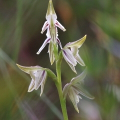 Corunastylis striata at Fitzroy Falls, NSW - suppressed