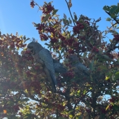 Callocephalon fimbriatum (Gang-gang Cockatoo) at Watson, ACT - 25 Apr 2023 by ropikki