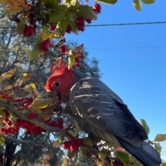 Callocephalon fimbriatum at Watson, ACT - 25 Apr 2023