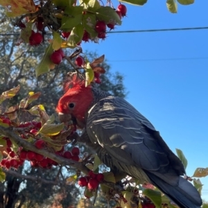 Callocephalon fimbriatum at Watson, ACT - 25 Apr 2023