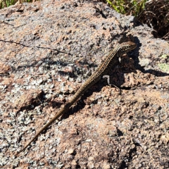 Liopholis whitii (White's Skink) at East Jindabyne, NSW - 26 Apr 2023 by NathanaelC