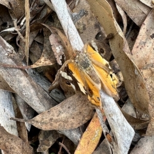 Heteronympha merope at Glen Allen, NSW - 24 Apr 2023 01:48 PM