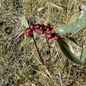 Chalcidoidea (superfamily) at Glen Allen, NSW - 24 Apr 2023