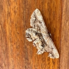 Scioglyptis lyciaria (White-patch Bark Moth) at Aranda, ACT - 22 Apr 2023 by KMcCue
