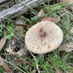 Macrolepiota clelandii (Macrolepiota clelandii) at Glen Allen, NSW - 23 Apr 2023 by KMcCue