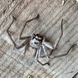 Isopeda sp. (genus) at Glen Allen, NSW - 23 Apr 2023 03:41 PM