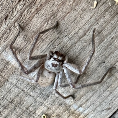Isopeda (genus) (Huntsman Spider) at Glen Allen, NSW - 23 Apr 2023 by KMcCue
