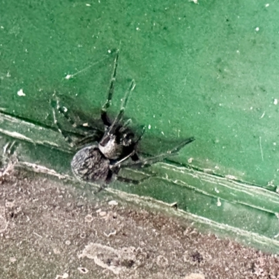 Badumna (genus) (Lattice-web spider) at Glen Allen, NSW - 23 Apr 2023 by KMcCue