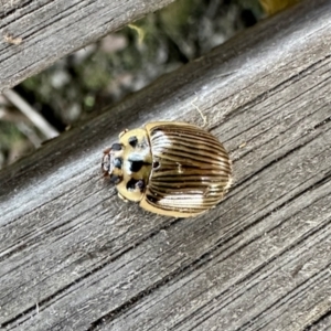 Paropsisterna intacta at Glen Allen, NSW - 24 Apr 2023