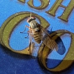 Spaniopsis sp. (genus) (Biting snipe fly) at Glen Allen, NSW - 24 Apr 2023 by KMcCue
