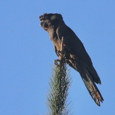 Zanda funerea (Yellow-tailed Black-Cockatoo) at QPRC LGA - 25 Apr 2023 by KMcCue