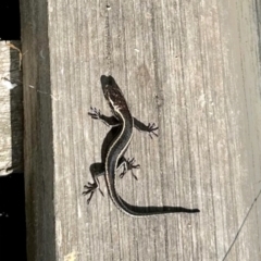 Pseudemoia spenceri (Spencer's Skink) at Glen Allen, NSW - 25 Apr 2023 by KMcCue