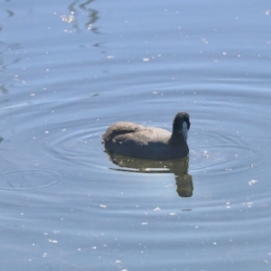 Fulica atra at Nimmitabel, NSW - 25 Apr 2023