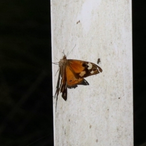 Heteronympha merope at Glen Allen, NSW - 24 Apr 2023 01:42 PM