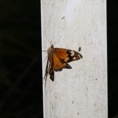 Heteronympha merope (Common Brown Butterfly) at Glen Allen, NSW - 24 Apr 2023 by KMcCue