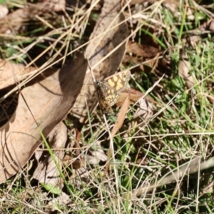 Oreixenica lathoniella at Glen Allen, NSW - 24 Apr 2023