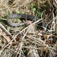 Austrelaps ramsayi (Highlands Copperhead) at Glen Allen, NSW - 25 Apr 2023 by KMcCue