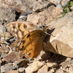 Heteronympha penelope (Shouldered Brown) at Namadgi National Park - 25 Apr 2023 by SWishart