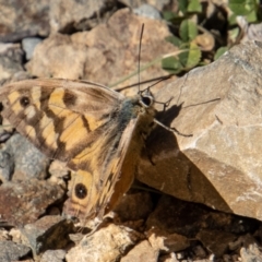 Heteronympha penelope at Cotter River, ACT - 25 Apr 2023