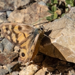 Heteronympha penelope at Cotter River, ACT - 25 Apr 2023