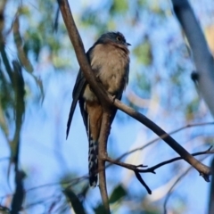 Cacomantis flabelliformis (Fan-tailed Cuckoo) at Glen Allen, NSW - 24 Apr 2023 by KMcCue