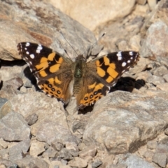 Vanessa kershawi (Australian Painted Lady) at Cotter River, ACT - 25 Apr 2023 by SWishart