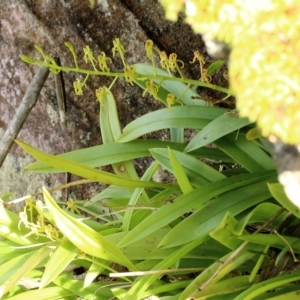 Cestichis reflexa at Fitzroy Falls, NSW - suppressed